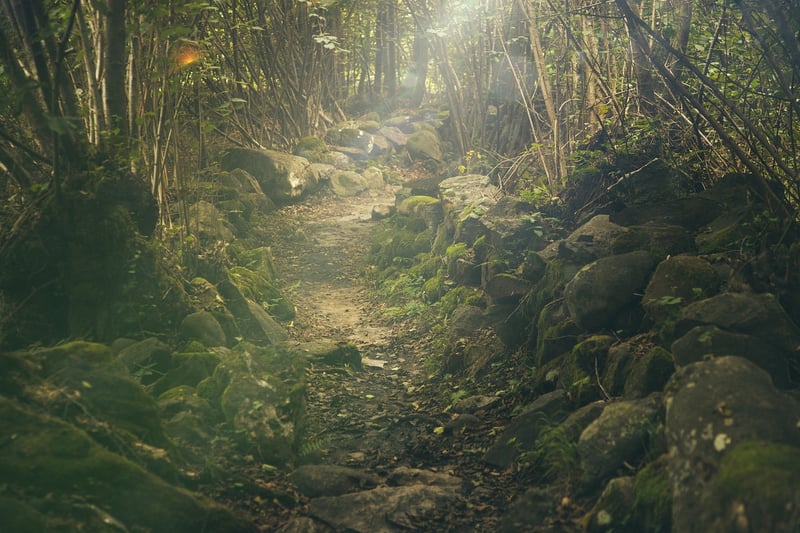 Forest walk